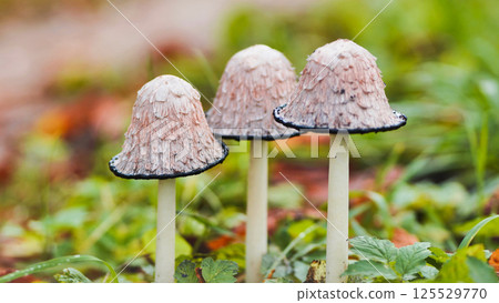 Close up showing shaggy ink cap mushrooms growing among grassy ground, revealing delicate stems and textured umbrella shaped caps 125529770