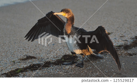 Great cormorant preening feathers on Crimean beach during golden hour 125529817