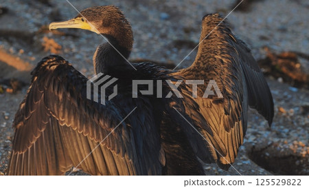 Cormorant spreading wings while drying after fishing near rocky crimean black sea coastline 125529822