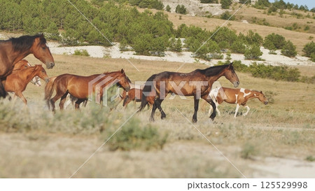 Horses walking in the Crimean steppe near Belogorsk 125529998