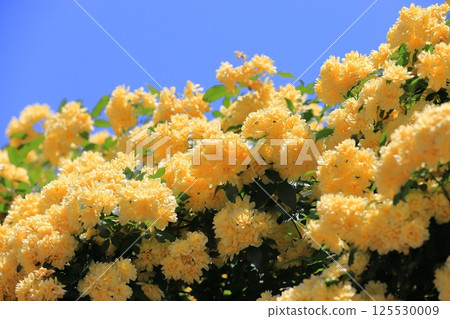 Yellow lady bank's rose (Lady Banks' rose) 125530009