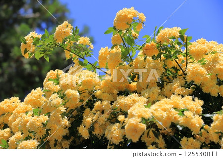 黃色女士銀行的玫瑰 (Lady Banks' rose) 125530011