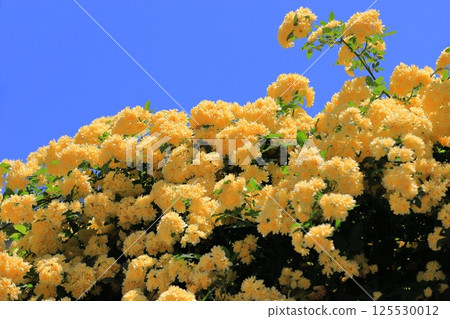 黃色女士銀行的玫瑰 (Lady Banks' rose) 125530012