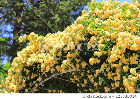 Yellow lady bank's rose (Lady Banks' rose) Yellow lady bank's rose (Lady Banks' rose) 125530014