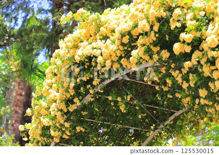黃色女士銀行的玫瑰 (Lady Banks' rose) 125530015
