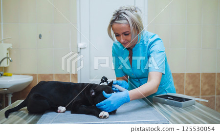Inspection of the Staffordshire Terrier in a veterinary clinic after ear trimming surgery. 125530054