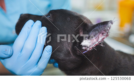 Veterinarian stroking staffordshire terrier in veterinary clinic after surgery to trim the ears. Veterinarian stroking staffordshire terrier in veterinary clinic after surgery to trim the ears. 125530068