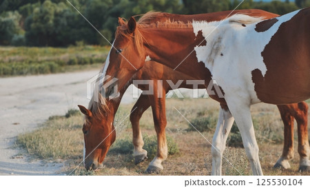 Horses grazing near Belogorsk in Crimea Horses grazing near Belogorsk in Crimea 125530104