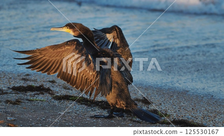 Great cormorant drying its wings on the beach of Crimea Great cormorant drying its wings on the beach of Crimea 125530167