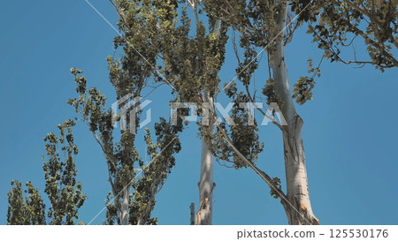 Poplar trees swaying gently in the wind against a clear blue sky in Crimea Poplar trees swaying gently in the wind against a clear blue sky in Crimea 125530176