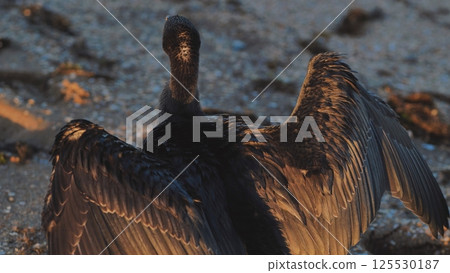 Great cormorant drying its wings on the beach of Crimea at sunset 125530187