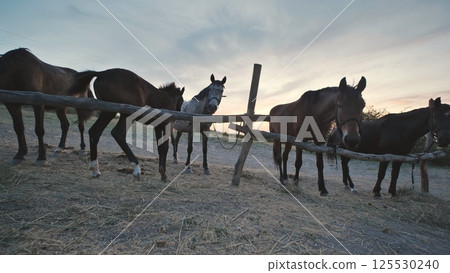 Horses standing near wooden fence in Crimea at sunset Horses standing near wooden fence in Crimea at sunset 125530240
