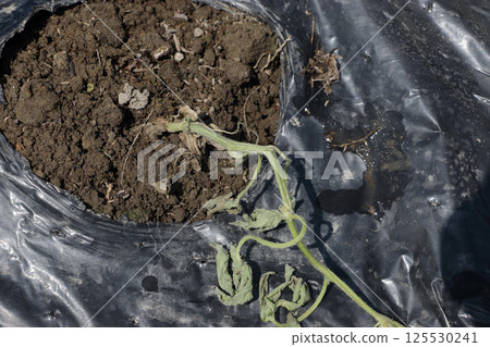Watermelon seedlings withered five days after planting 125530241
