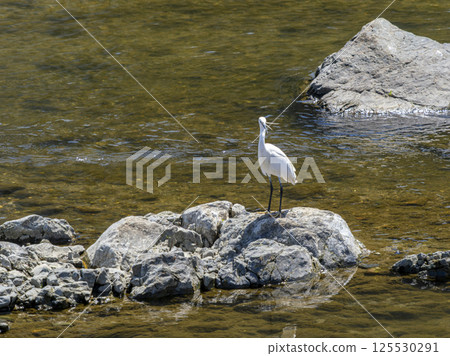 Little Egret of Inagawa Little Egret of Inagawa 125530291
