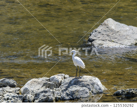Little Egret of Inagawa Little Egret of Inagawa 125530292