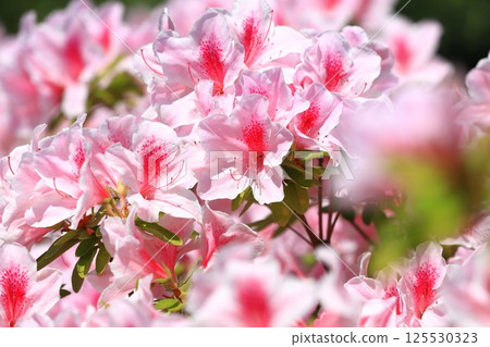 Azalea in full bloom close up 125530323