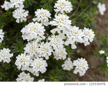 伊比利亞花壇裡盛開的 125530476