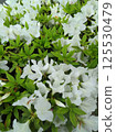 雨後閃閃發光的白色杜鵑花 125530479