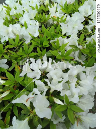 White azalea flowers sparkling after the rain White azalea flowers sparkling after the rain 125530479