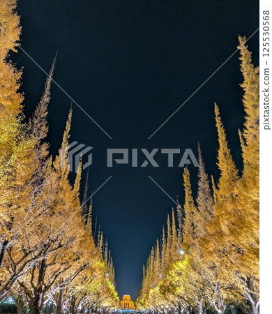 Illuminated ginkgo trees 125530568