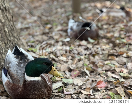 Ducks on fallen leaves 125530574
