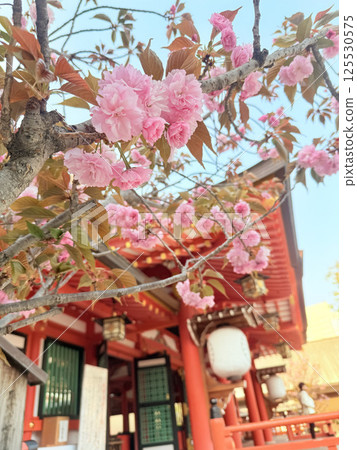 Double cherry blossoms blooming in the shrine grounds Double cherry blossoms blooming in the shrine grounds 125530575