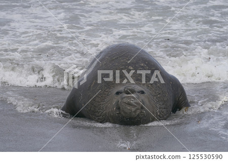 Southern Elephant Seals fighting 125530590
