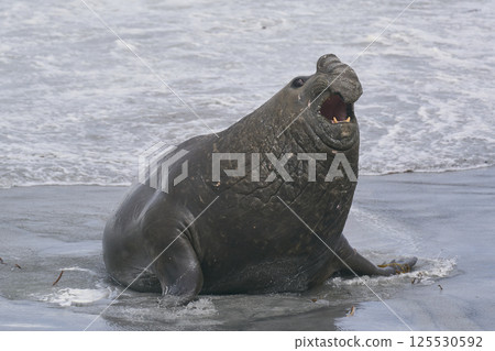 Southern Elephant Seals fighting 125530592