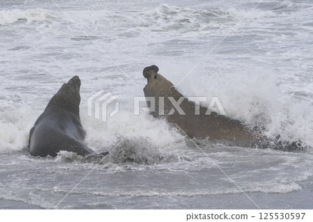 Southern Elephant Seals fighting 125530597