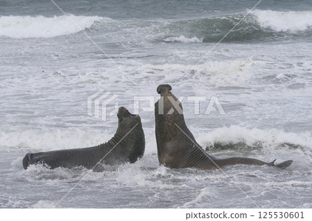 Southern Elephant Seals fighting 125530601