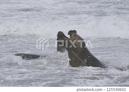 Southern Elephant Seals fighting 125530602