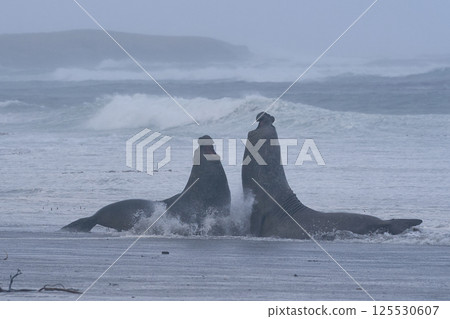 Southern Elephant Seals fighting 125530607