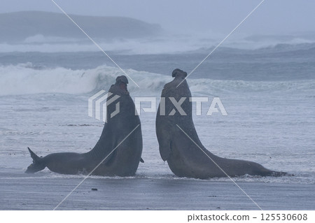 Southern Elephant Seals fighting 125530608