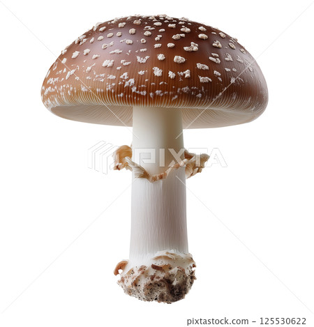 Studio macro photo of Amanita pantherina panther cap mushroom with brown cap and white warts isolated on transparent background Studio macro photo of Amanita pantherina panther cap mushroom with brown cap and white warts isolated on transparent background 125530622