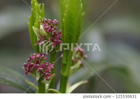 Aoki's flower Aoki's flower 125530631