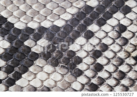 Structure natural snake skin pattern. Piton skin background. Python skin texture background. The texture of genuine leather snake skin. Snake texture background. Macro shot 125530727