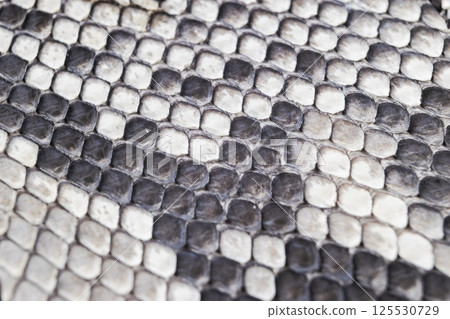 Structure natural snake skin pattern. Piton skin background. Python skin texture background. The texture of genuine leather snake skin. Snake texture background. Macro shot 125530729