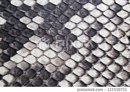 Structure natural snake skin pattern. Piton skin background. Python skin texture background. The texture of genuine leather snake skin. Snake texture background. Macro shot 125530731