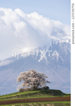 岩手縣八幡平市野田田內一棵盛開的櫻花樹 岩手縣八幡平市野田田內一棵盛開的櫻花樹 125530759