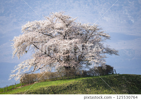 A single cherry tree in full bloom at Noda-Tameuchi in Hachimantai, Iwate Prefecture 125530764