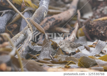 White-rumped Sandpiper 125530788
