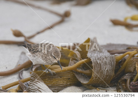 White-rumped Sandpiper 125530794