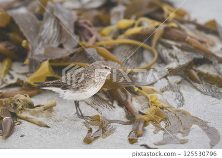 White-rumped Sandpiper 125530796