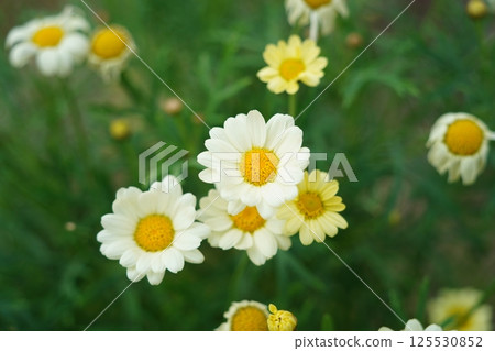 Small, cute daisy flowers are blooming. 125530852
