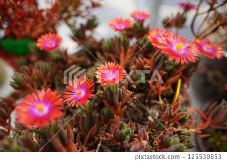 Delosperma, a red-flowered succulent Delosperma, a red-flowered succulent 125530853