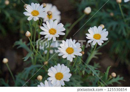 Small, cute daisy flowers are blooming. 125530854