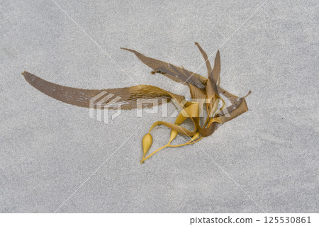 Kelp on a sandy beach 125530861