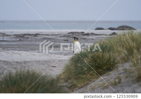 King Penguin on Sea Lion Island King Penguin on Sea Lion Island 125530909