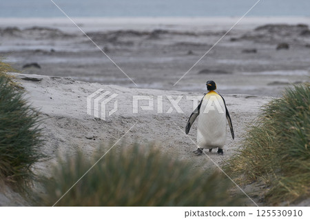 King Penguin on Sea Lion Island King Penguin on Sea Lion Island 125530910