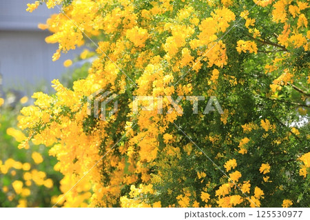 Genisteae in full bloom Genisteae in full bloom 125530977